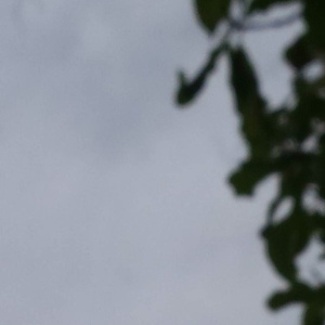 美国人与动ⅩXXZOOP
