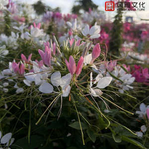 美国人与动ⅩXXZOOP
